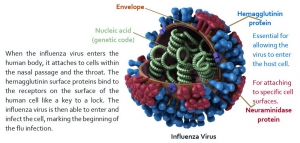 2. Virus