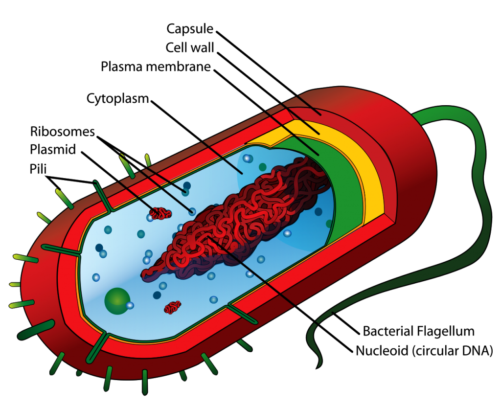 Average_prokaryote_cell-_en.svg