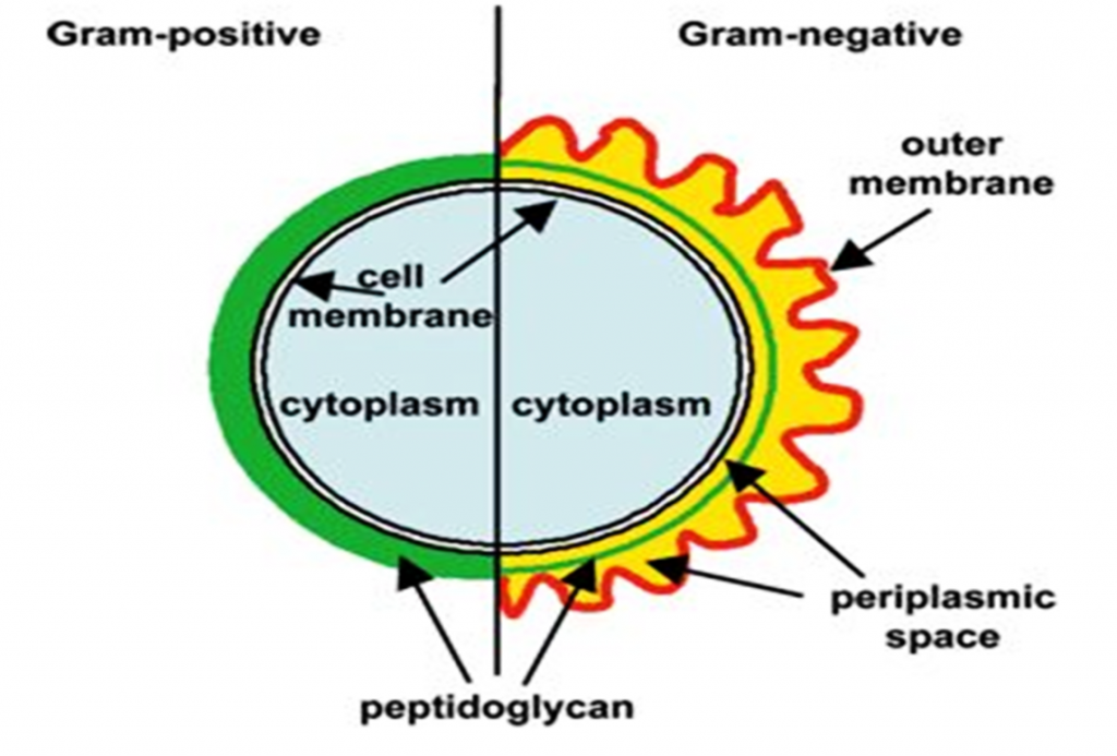 gram-neg-vs-pos-E